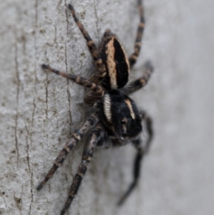 Jotus sp. (genus) at Cotter River, ACT - 21 Feb 2019