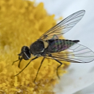 Australiphthiria hilaris at Cotter River, ACT - 21 Feb 2019