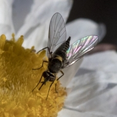 Australiphthiria hilaris at Cotter River, ACT - 21 Feb 2019 05:28 PM