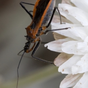 Gminatus australis at Cotter River, ACT - 21 Feb 2019