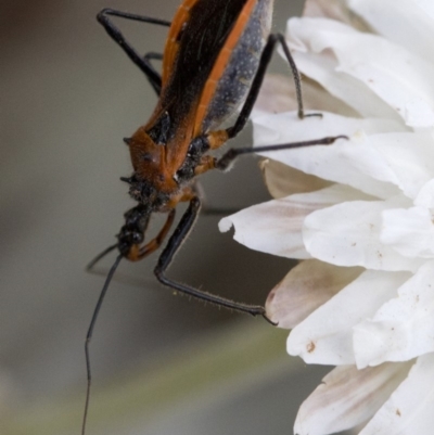 Gminatus australis (Orange assassin bug) at Namadgi National Park - 21 Feb 2019 by JudithRoach