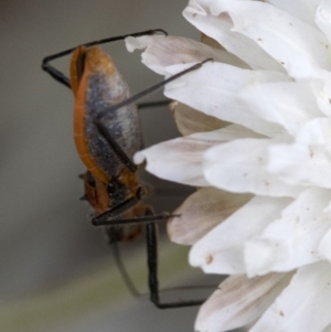 Gminatus australis at Cotter River, ACT - 21 Feb 2019