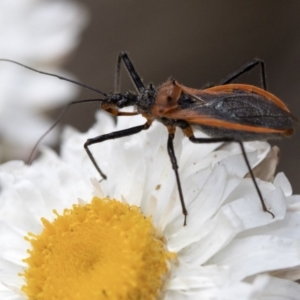 Gminatus australis at Cotter River, ACT - 21 Feb 2019