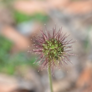 Acaena novae-zelandiae at Wamboin, NSW - 7 Dec 2018