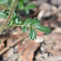 Acaena novae-zelandiae at Wamboin, NSW - 7 Dec 2018