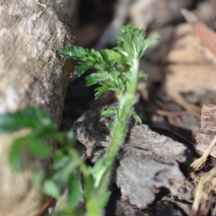 Acaena novae-zelandiae at Wamboin, NSW - 7 Dec 2018