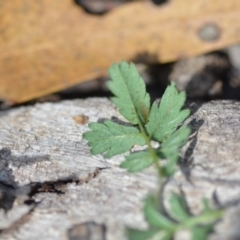 Acaena novae-zelandiae at Wamboin, NSW - 7 Dec 2018