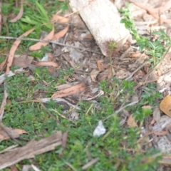 Acaena novae-zelandiae at Wamboin, NSW - 7 Dec 2018