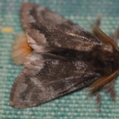 Euproctis marginalis (Margined Browntail Moth) at Wamboin, NSW - 8 Dec 2018 by natureguy