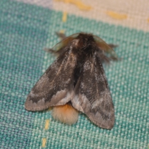 Euproctis marginalis at Wamboin, NSW - 8 Dec 2018