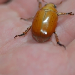 Anoplognathus sp. (genus) (Unidentified Christmas beetle) at Wamboin, NSW - 8 Dec 2018 by natureguy