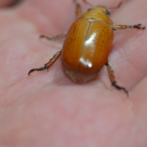 Anoplognathus sp. (genus) at Wamboin, NSW - 8 Dec 2018 12:47 AM