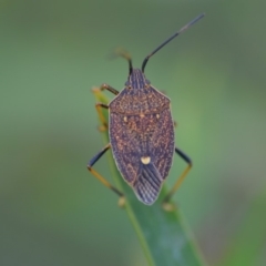 Poecilometis strigatus (Gum Tree Shield Bug) at Wamboin, NSW - 8 Dec 2018 by natureguy