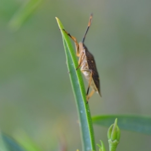 Poecilometis strigatus at Wamboin, NSW - 8 Dec 2018