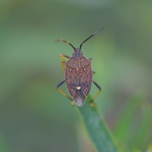 Poecilometis strigatus at Wamboin, NSW - 8 Dec 2018