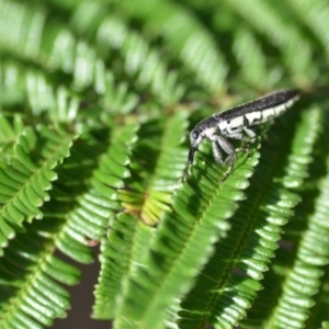 Rhinotia sp. (genus) at Wamboin, NSW - 8 Dec 2018