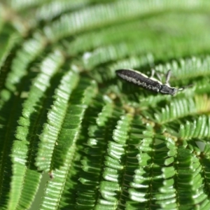 Rhinotia sp. (genus) at Wamboin, NSW - 8 Dec 2018 10:40 AM