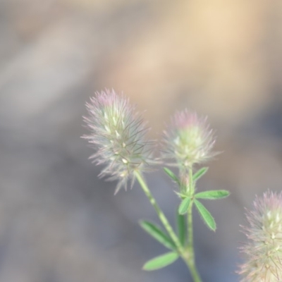 Trifolium arvense var. arvense (Haresfoot Clover) at QPRC LGA - 7 Dec 2018 by natureguy