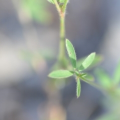 Trifolium arvense var. arvense at Wamboin, NSW - 8 Dec 2018 10:48 AM