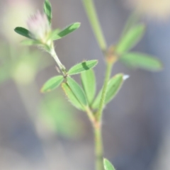 Trifolium arvense var. arvense at Wamboin, NSW - 8 Dec 2018 10:48 AM