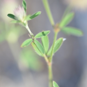 Trifolium arvense var. arvense at Wamboin, NSW - 8 Dec 2018