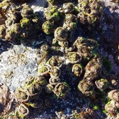 Pyura stolonifera (Cunjevoi) at Bawley Point, NSW - 20 Feb 2019 by GLemann