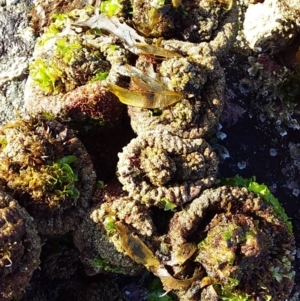 Pyura stolonifera at Bawley Point, NSW - 20 Feb 2019 05:09 PM