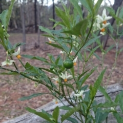 Solanum pseudocapsicum (Jerusalem Cherry, Madeira Cherry) at Ainslie, ACT - 29 Nov 2018 by JessGio