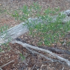 Solanum pseudocapsicum at Ainslie, ACT - 29 Nov 2018 06:13 PM