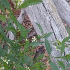 Solanum pseudocapsicum at Ainslie, ACT - 29 Nov 2018 06:13 PM