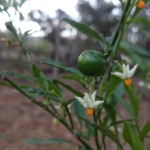 Solanum pseudocapsicum at Ainslie, ACT - 29 Nov 2018