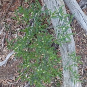 Solanum pseudocapsicum at Ainslie, ACT - 29 Nov 2018