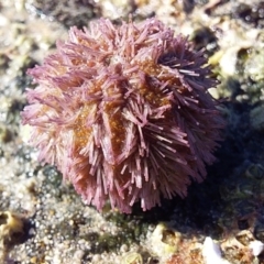 Holopneustes purpurascens (Sea Urchin) at Batemans Marine Park - 20 Feb 2019 by GLemann