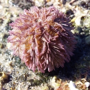 Holopneustes purpurascens at Bawley Point, NSW - 20 Feb 2019