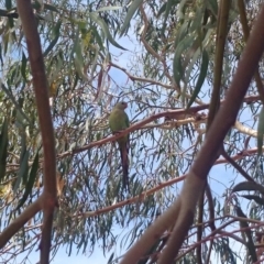 Polytelis swainsonii (Superb Parrot) at Mount Ainslie - 30 Dec 2018 by JessGio