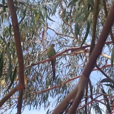 Polytelis swainsonii (Superb Parrot) at Ainslie, ACT - 30 Dec 2018 by JessGio