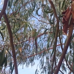 Polytelis swainsonii at Ainslie, ACT - suppressed