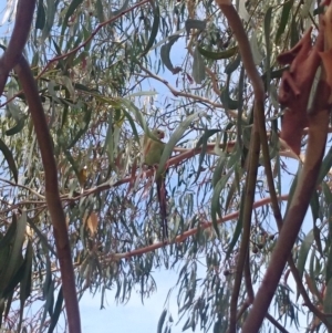 Polytelis swainsonii at Ainslie, ACT - suppressed