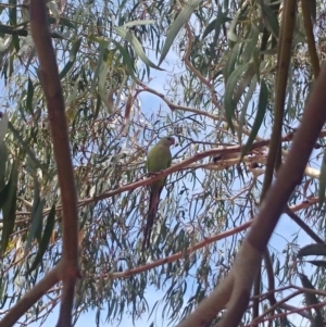 Polytelis swainsonii at Ainslie, ACT - suppressed