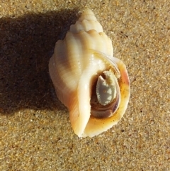 Unverified Hermit Crab at Bawley Point, NSW - 20 Feb 2019 by GLemann