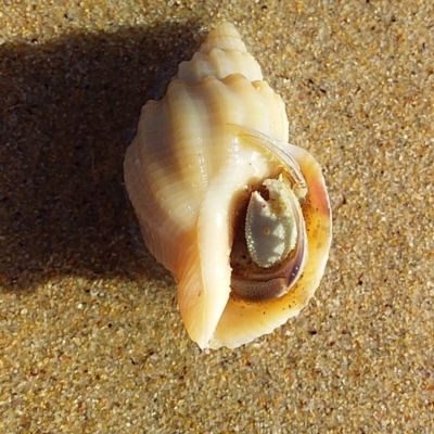 Unidentified Hermit Crab at Murramarang Aboriginal Area - 20 Feb 2019 by GLemann