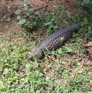 Tiliqua rugosa at Ainslie, ACT - 19 Dec 2018 02:24 PM