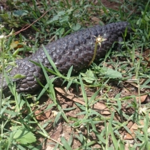 Tiliqua rugosa at Ainslie, ACT - 19 Dec 2018 02:24 PM