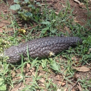 Tiliqua rugosa at Ainslie, ACT - 19 Dec 2018