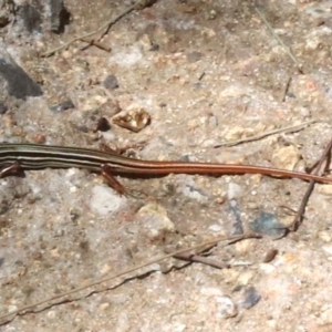 Ctenotus taeniolatus at Paddys River, ACT - 21 Feb 2019 01:07 PM