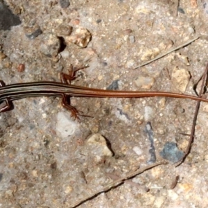 Ctenotus taeniolatus at Paddys River, ACT - 21 Feb 2019 01:07 PM