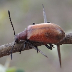 Ecnolagria grandis (Honeybrown beetle) at Conder, ACT - 12 Jan 2019 by michaelb
