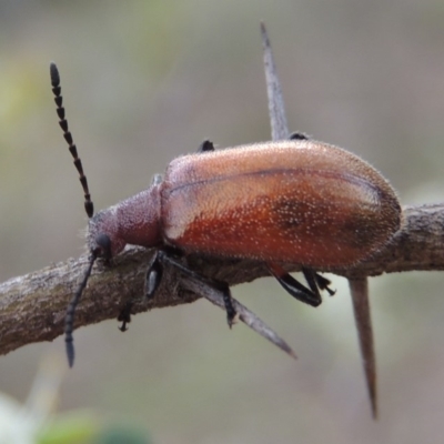 Ecnolagria grandis (Honeybrown beetle) at Conder, ACT - 12 Jan 2019 by MichaelBedingfield