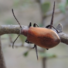 Ecnolagria grandis at Conder, ACT - 12 Jan 2019