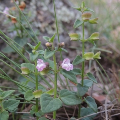 Scutellaria humilis (Dwarf Skullcap) at Rob Roy Range - 12 Jan 2019 by michaelb